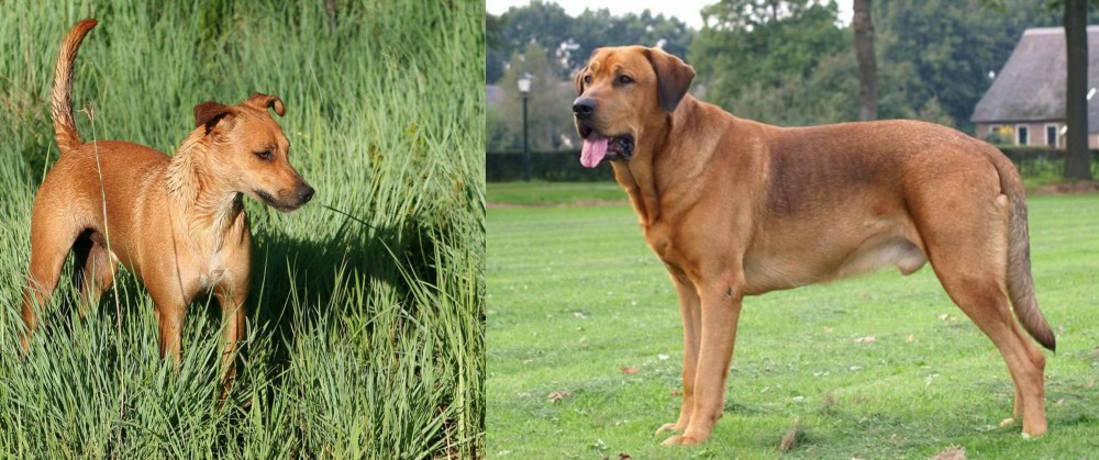 Broholmer vs Africanis - Breed Comparison