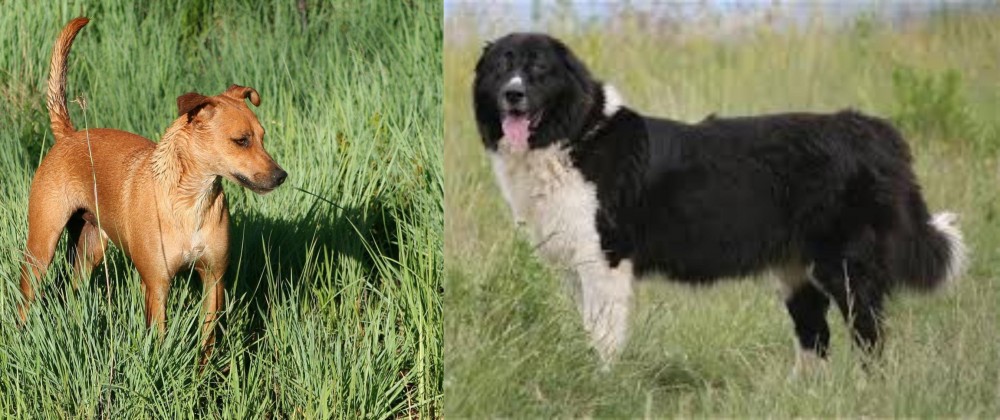 Bulgarian Shepherd vs Africanis - Breed Comparison