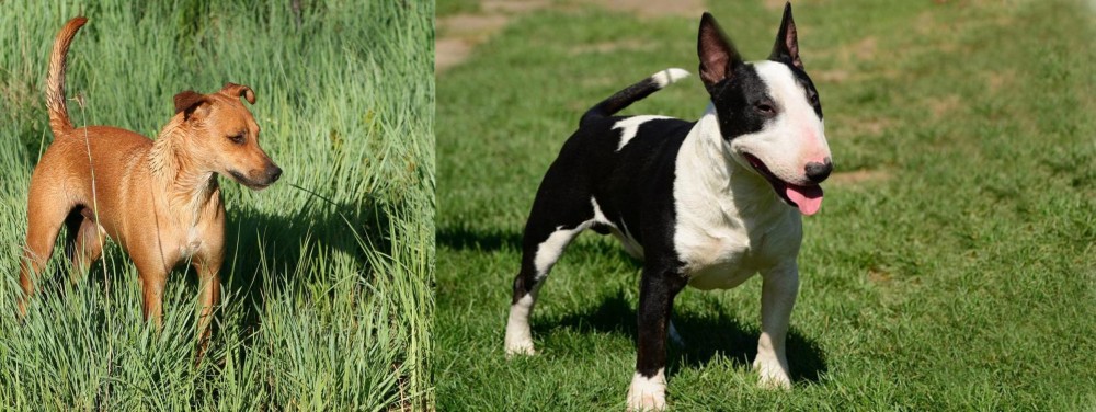 Bull Terrier Miniature vs Africanis - Breed Comparison