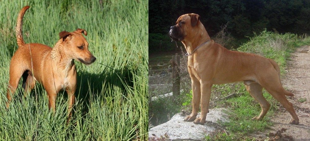 Bullmastiff vs Africanis - Breed Comparison