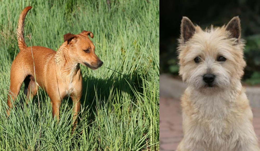 Cairn Terrier vs Africanis - Breed Comparison