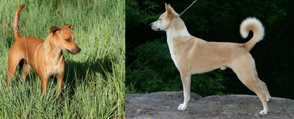 Canaan Dog vs Africanis - Breed Comparison