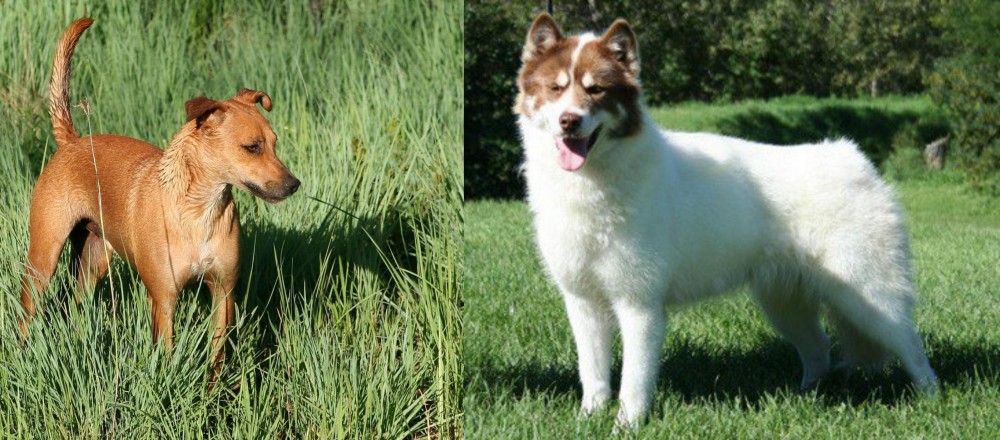 Canadian Eskimo Dog vs Africanis - Breed Comparison