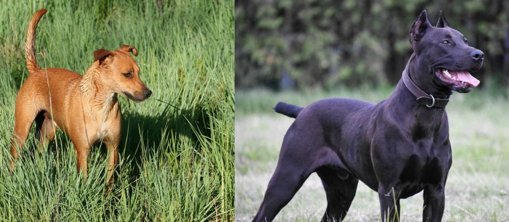 Canis Panther vs Africanis - Breed Comparison