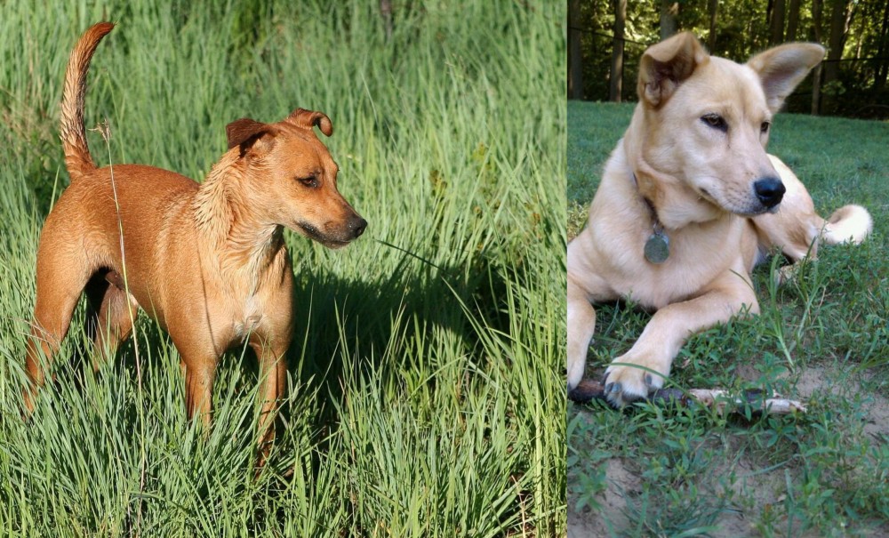 Carolina Dog vs Africanis - Breed Comparison