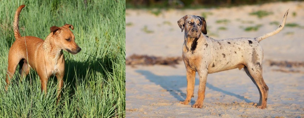Catahoula Cur vs Africanis - Breed Comparison