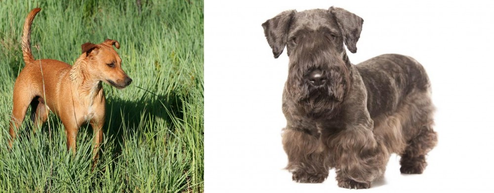 Cesky Terrier vs Africanis - Breed Comparison