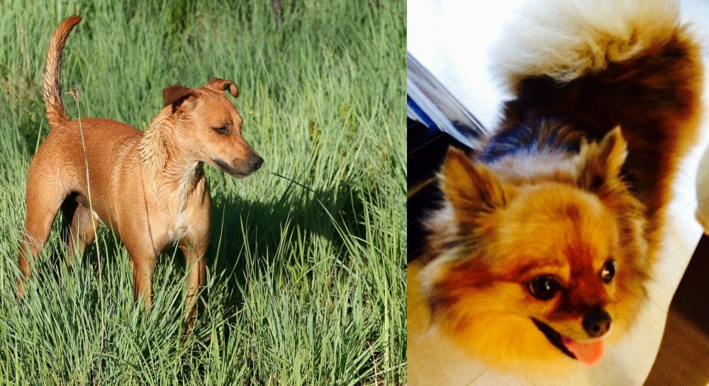 Chiapom vs Africanis - Breed Comparison