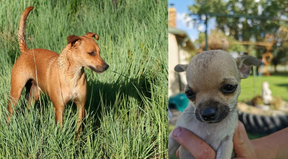 Chihuahua vs Africanis - Breed Comparison