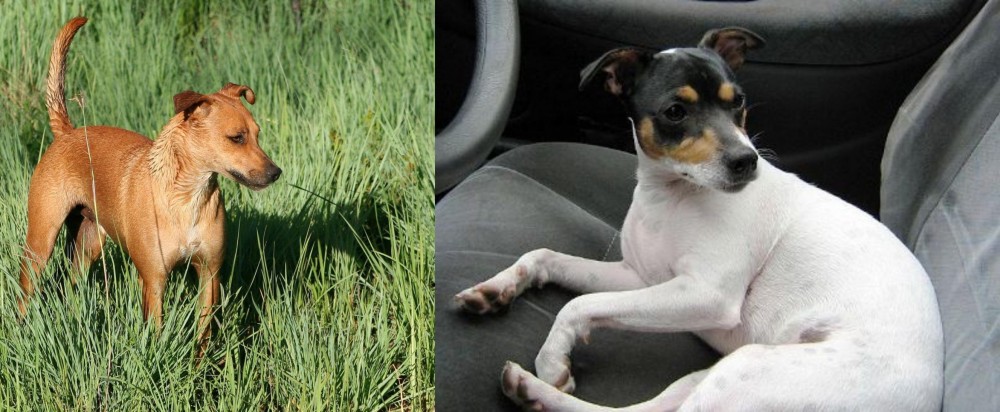 Chilean Fox Terrier vs Africanis - Breed Comparison