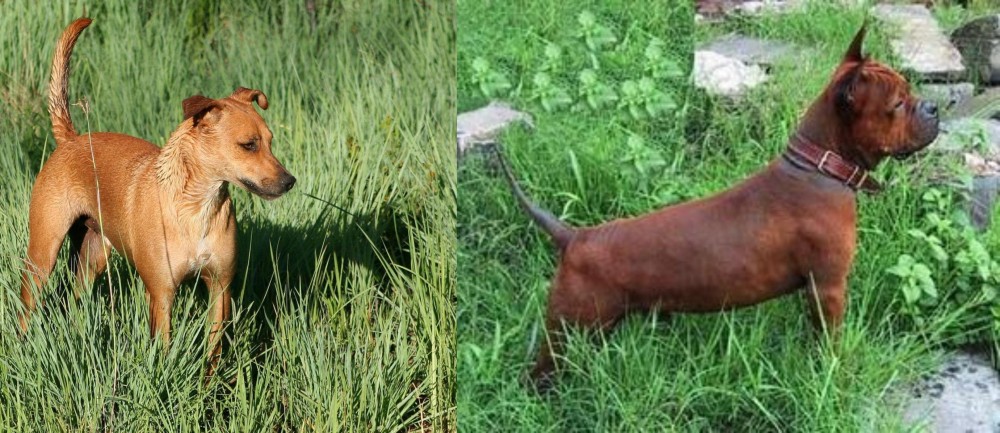 Chinese Chongqing Dog vs Africanis - Breed Comparison