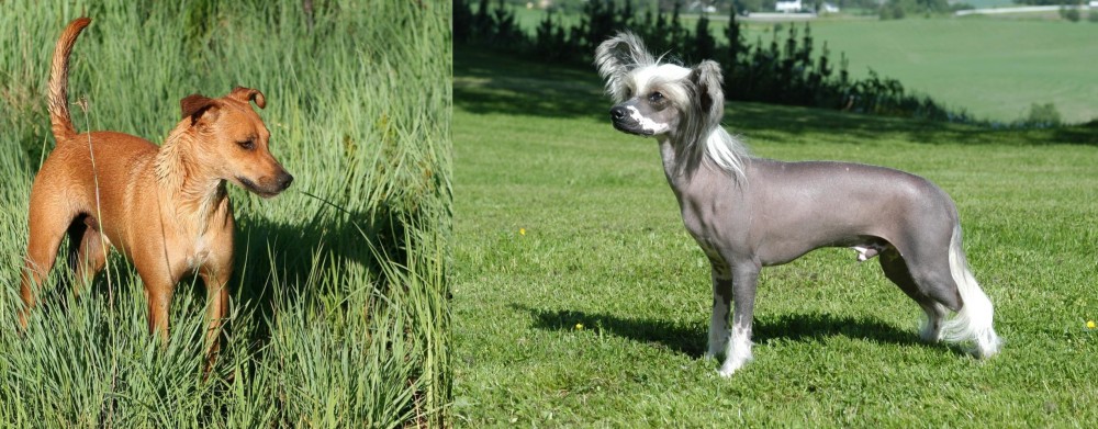 Chinese Crested Dog vs Africanis - Breed Comparison