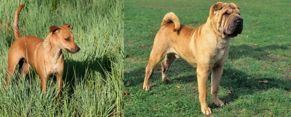 Chinese Shar Pei vs Africanis - Breed Comparison