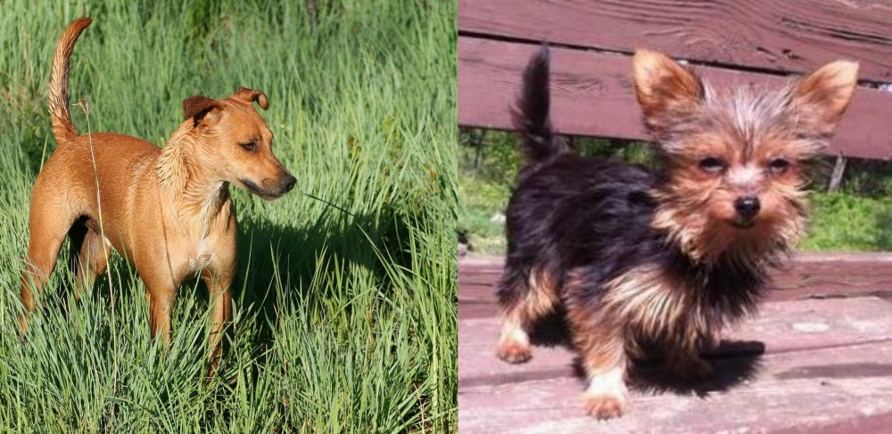 Chorkie vs Africanis - Breed Comparison