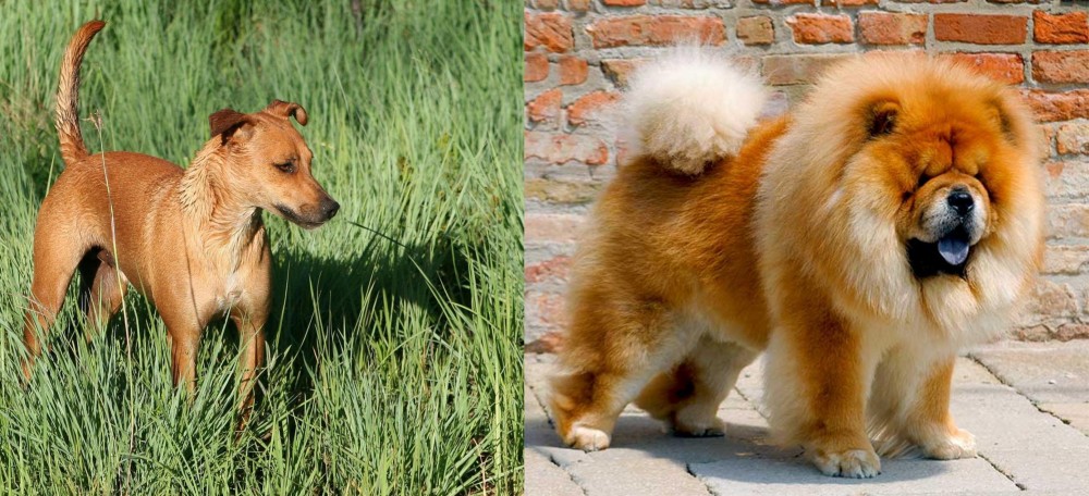 Chow Chow vs Africanis - Breed Comparison