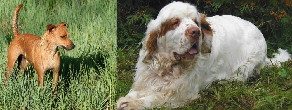 Clumber Spaniel vs Africanis - Breed Comparison