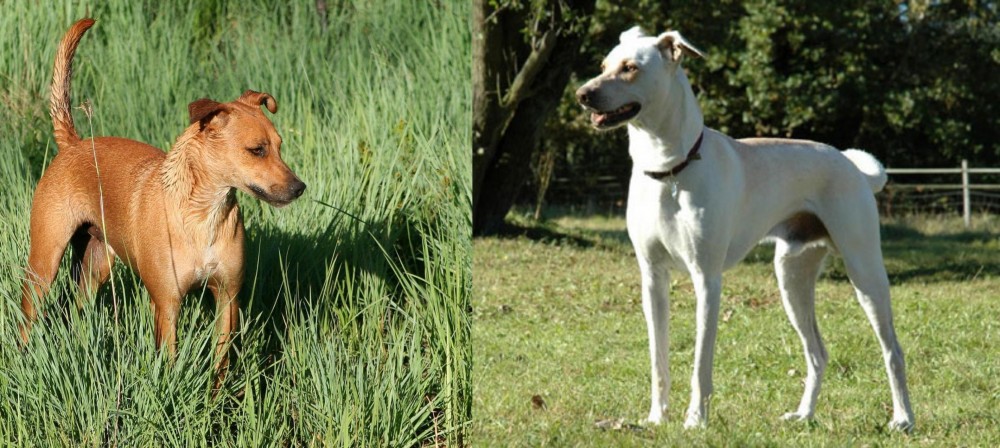 Cretan Hound vs Africanis - Breed Comparison