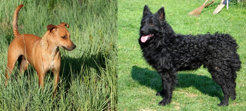 Croatian Sheepdog vs Africanis - Breed Comparison