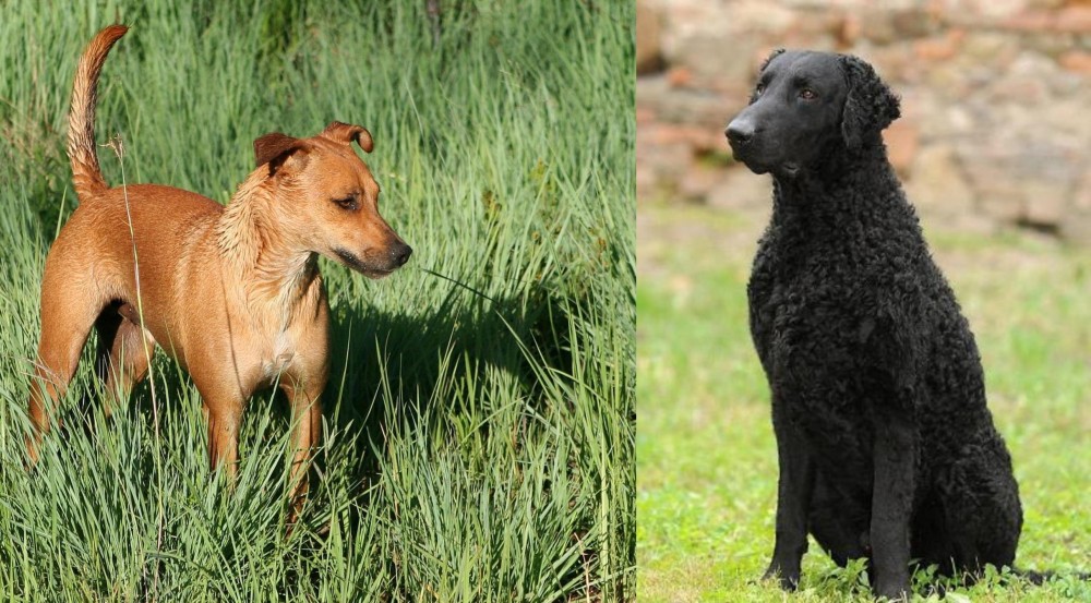 Curly Coated Retriever vs Africanis - Breed Comparison