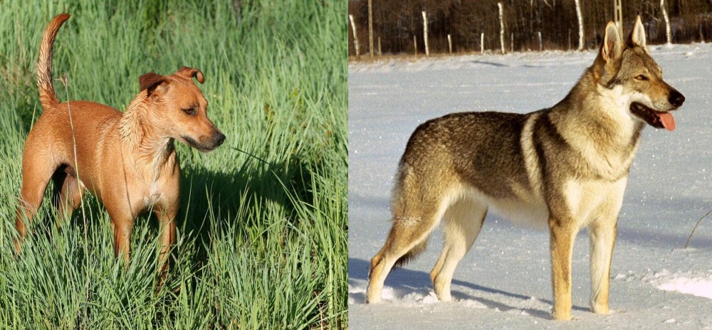 Czechoslovakian Wolfdog vs Africanis - Breed Comparison