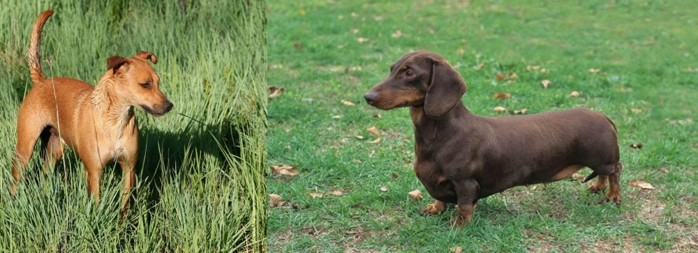 Dachshund vs Africanis - Breed Comparison