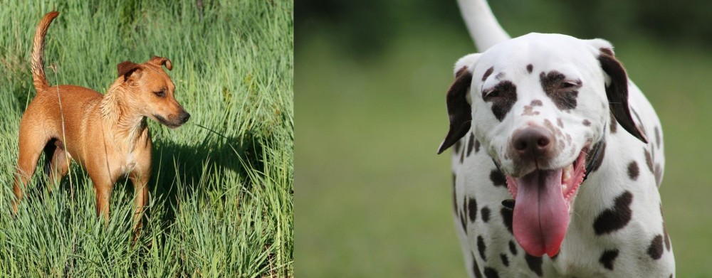 Dalmatian vs Africanis - Breed Comparison