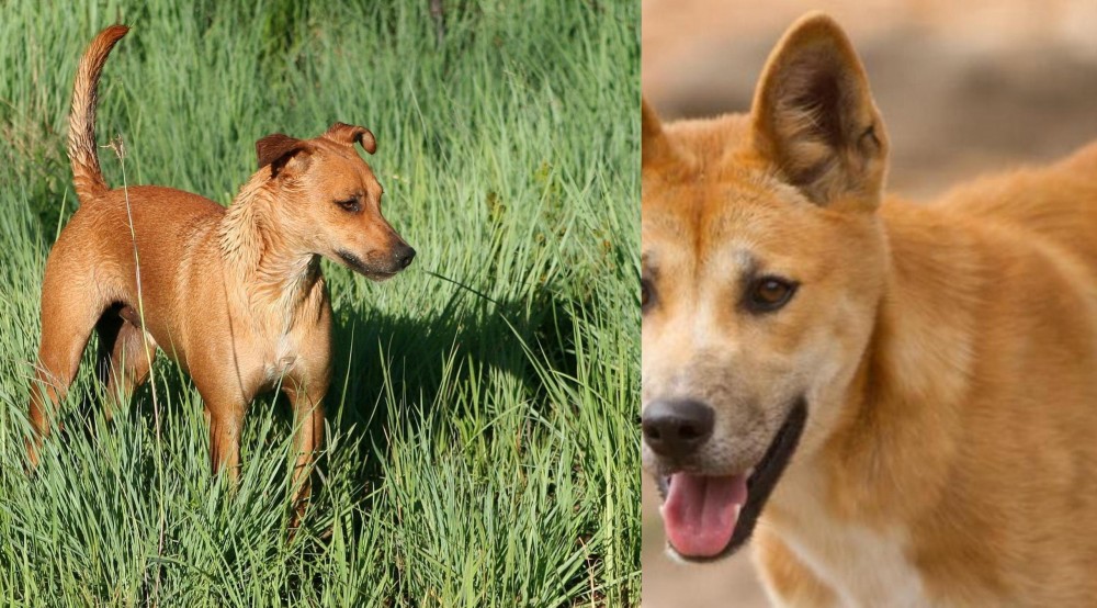 Dingo vs Africanis - Breed Comparison
