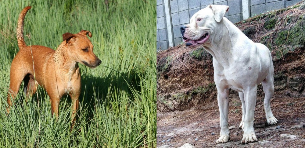 Dogo Guatemalteco vs Africanis - Breed Comparison