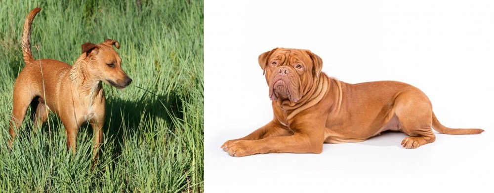 Dogue De Bordeaux vs Africanis - Breed Comparison