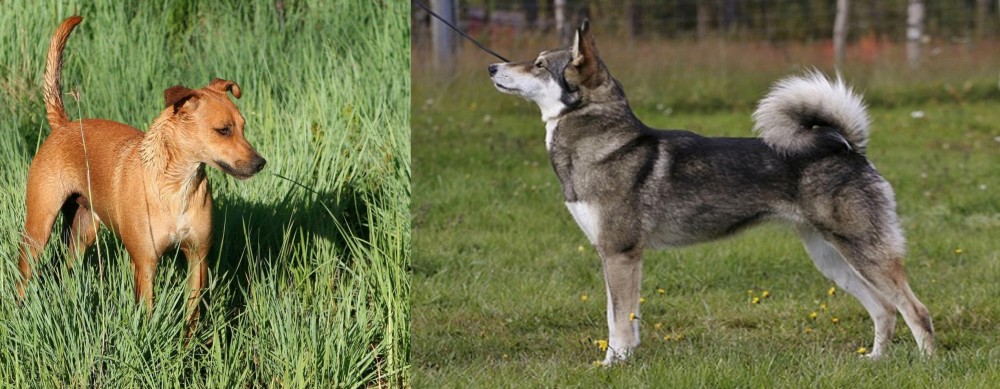 East Siberian Laika vs Africanis - Breed Comparison