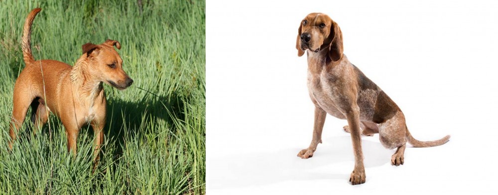 English Coonhound vs Africanis - Breed Comparison