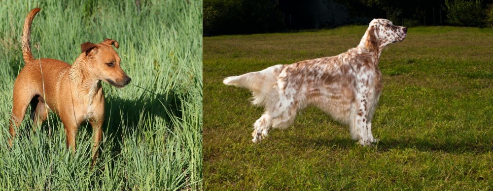 English Setter vs Africanis - Breed Comparison