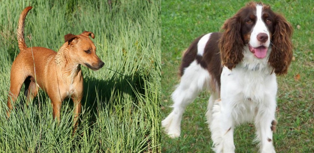 English Springer Spaniel vs Africanis - Breed Comparison