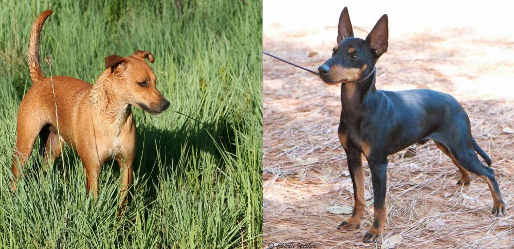 English Toy Terrier (Black & Tan) vs Africanis - Breed Comparison