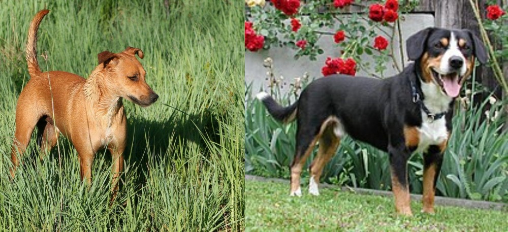 Entlebucher Mountain Dog vs Africanis - Breed Comparison