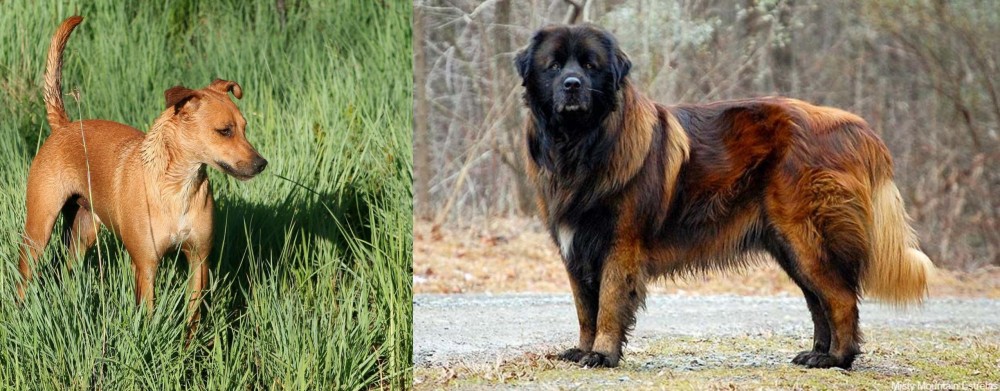 Estrela Mountain Dog vs Africanis - Breed Comparison