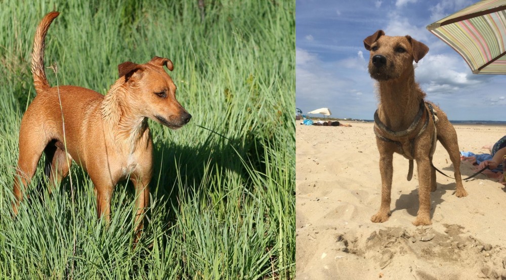 Fell Terrier vs Africanis - Breed Comparison