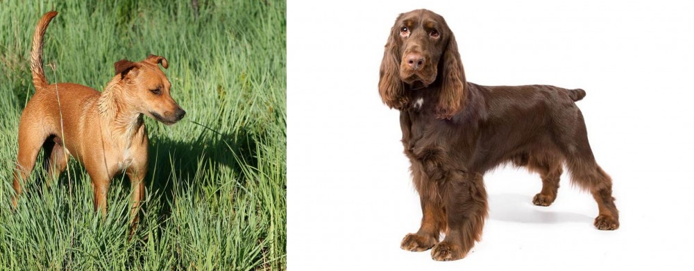 Field Spaniel vs Africanis - Breed Comparison