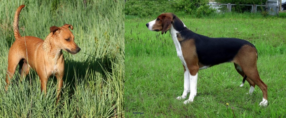 Finnish Hound vs Africanis - Breed Comparison