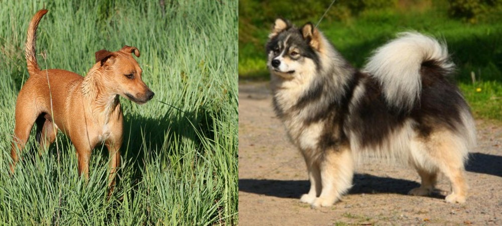 Finnish Lapphund vs Africanis - Breed Comparison
