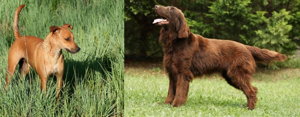 Flat-Coated Retriever vs Africanis - Breed Comparison