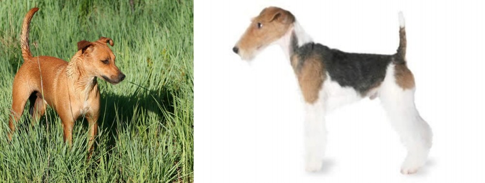 Fox Terrier vs Africanis - Breed Comparison