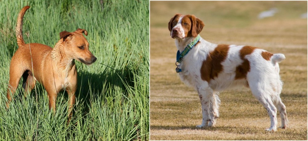 French Brittany vs Africanis - Breed Comparison