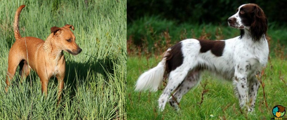 French Spaniel vs Africanis - Breed Comparison