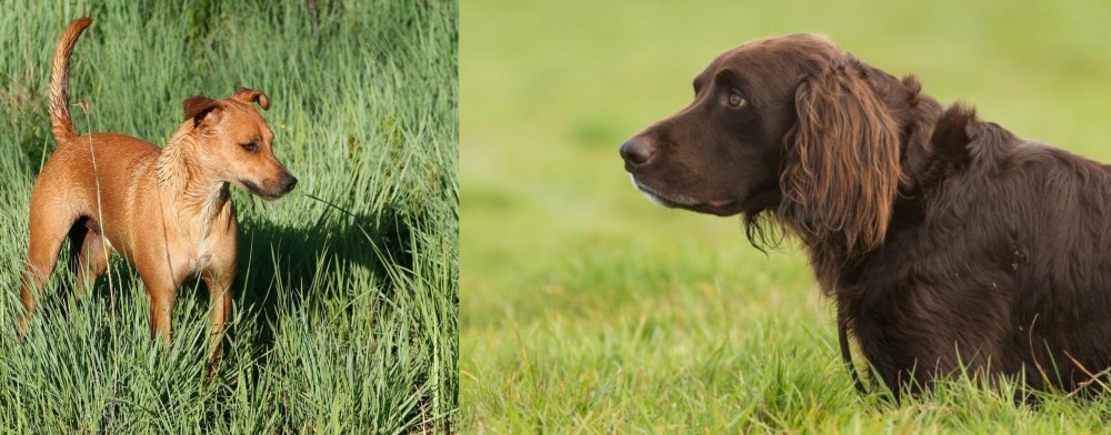 German Longhaired Pointer vs Africanis - Breed Comparison