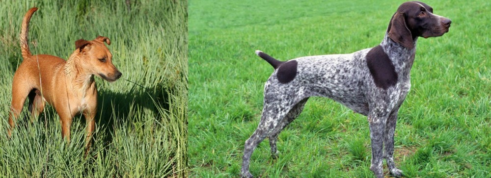 German Shorthaired Pointer vs Africanis - Breed Comparison