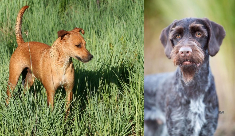 German Wirehaired Pointer vs Africanis - Breed Comparison