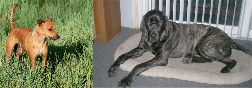 Giant Maso Mastiff vs Africanis - Breed Comparison