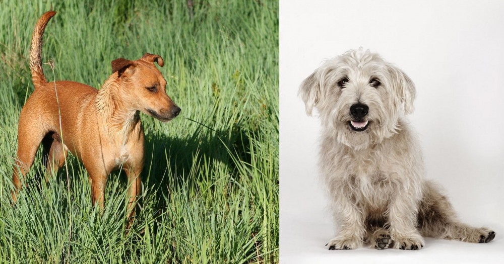 Glen of Imaal Terrier vs Africanis - Breed Comparison