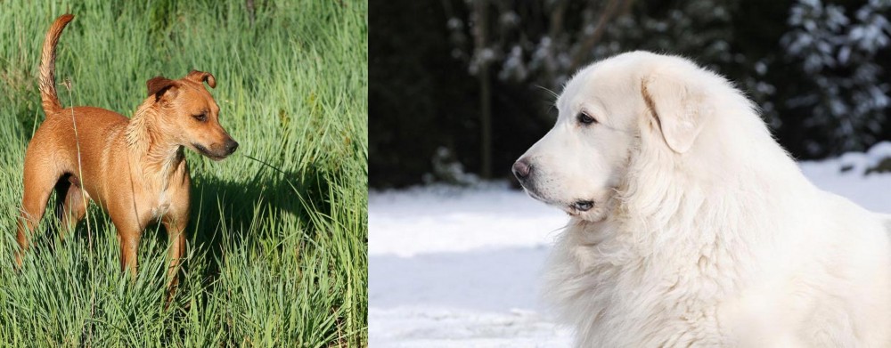 Great Pyrenees vs Africanis - Breed Comparison